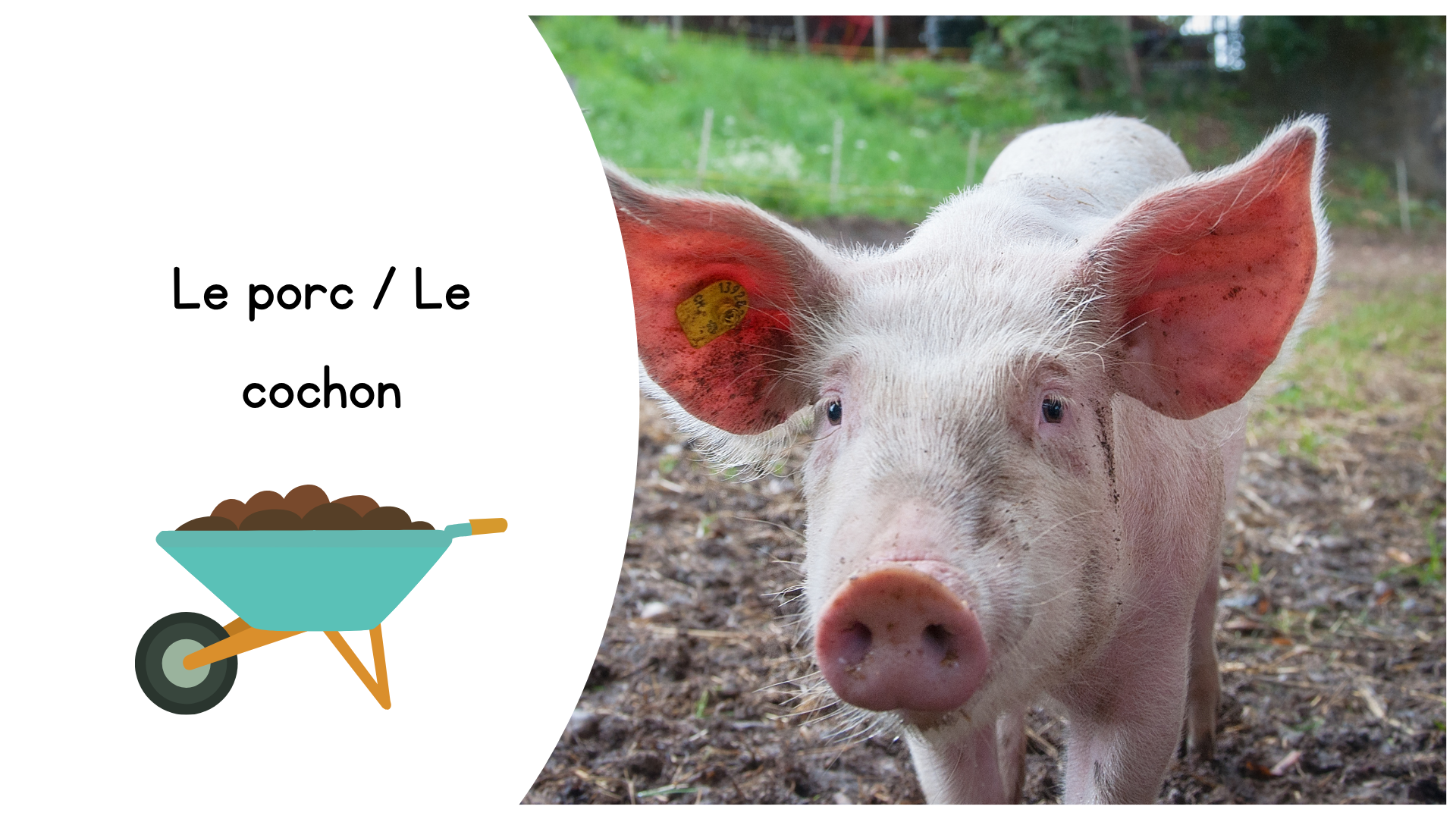 Les familles des animaux La ferme