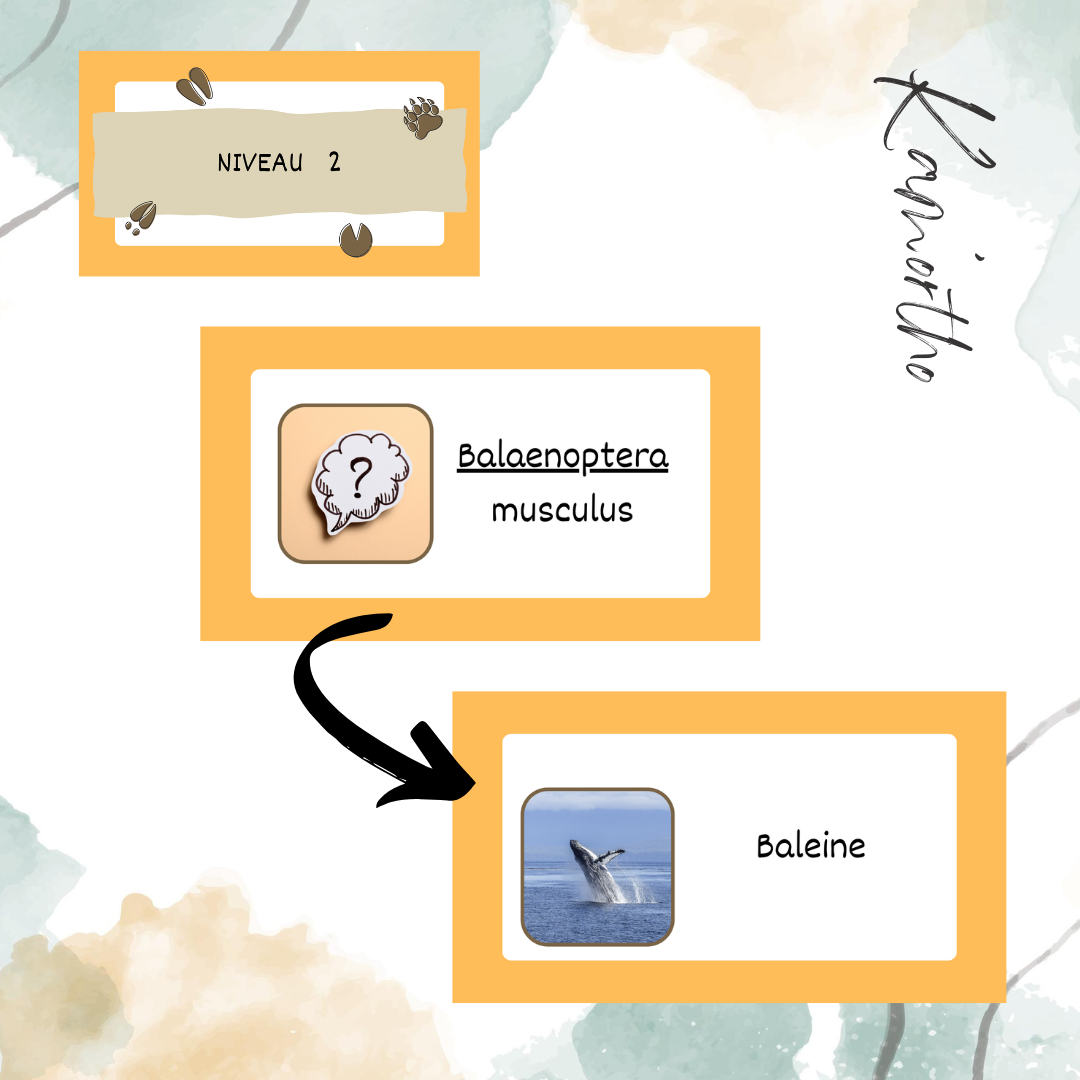 Assemblage - noms scientifiques d&