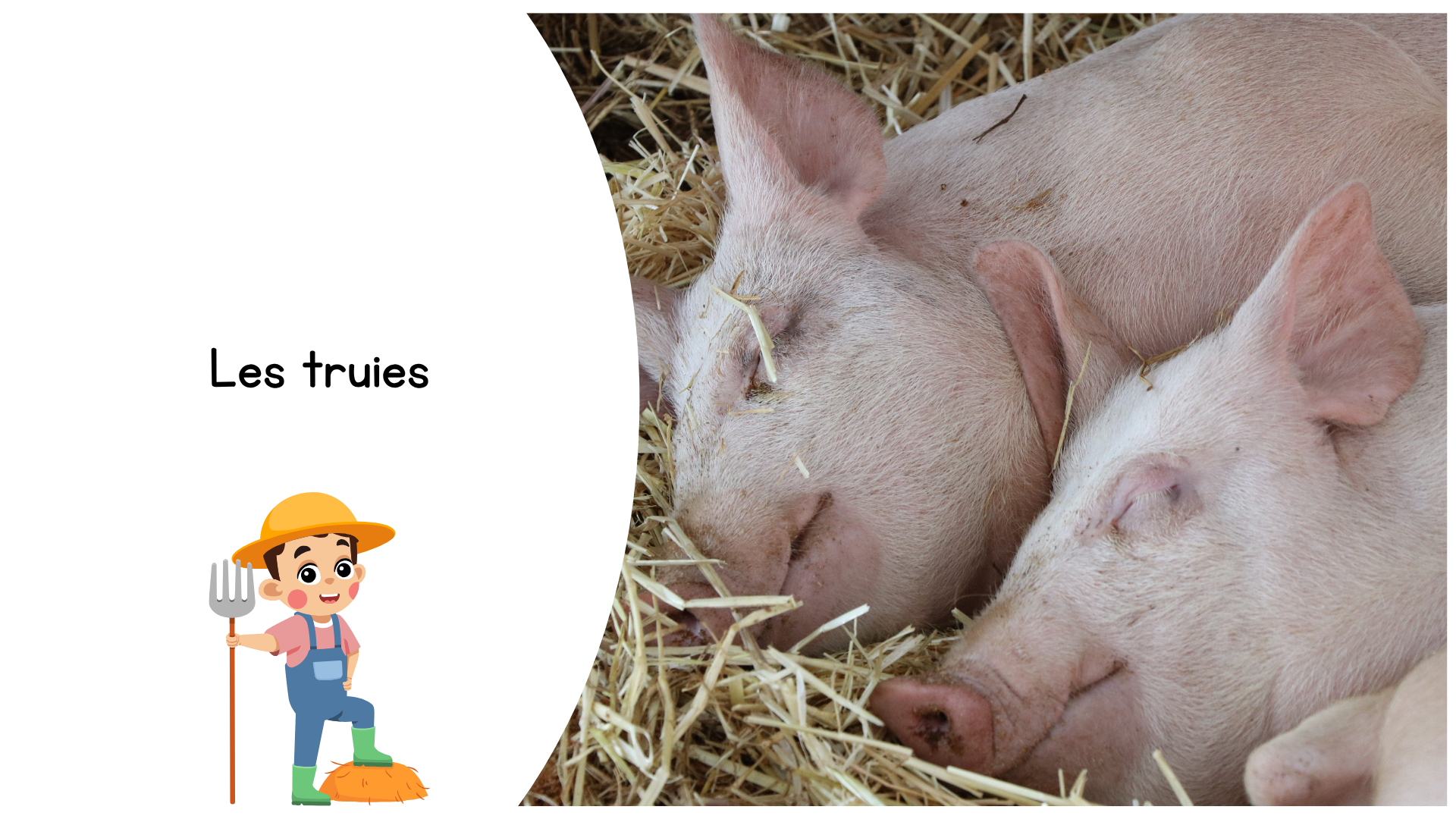 Les familles des animaux La ferme